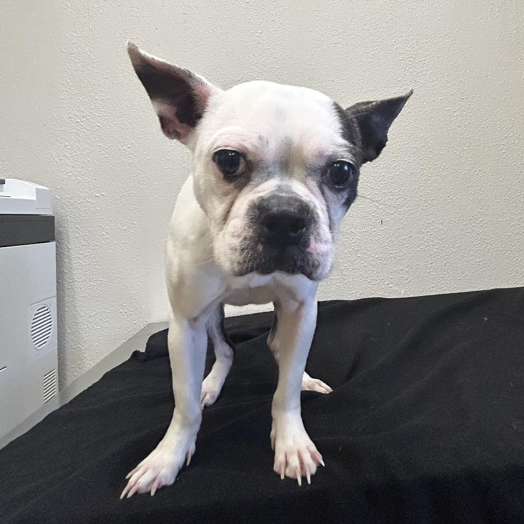 LaLa, Adoptable, Adult Female Boston Terrier.