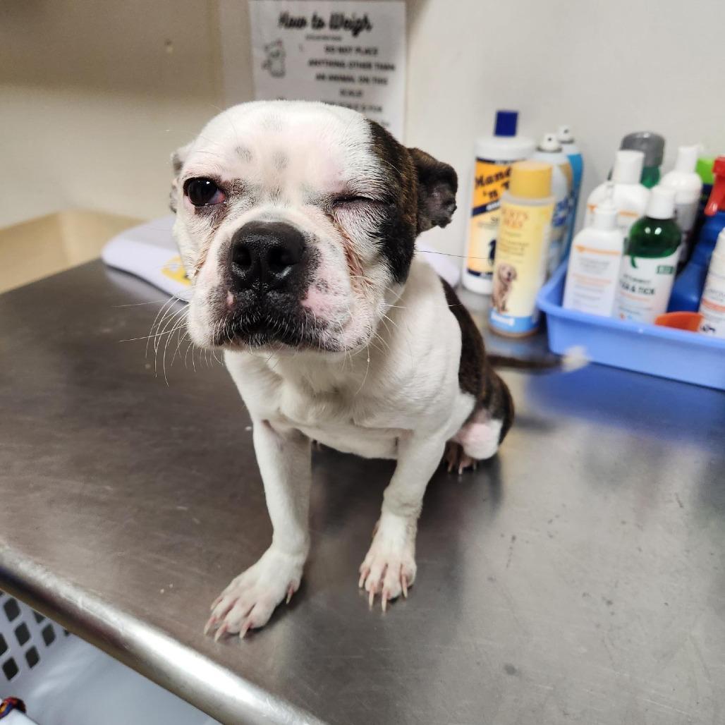 LaLa, Adoptable, Young Female Boston Terrier.