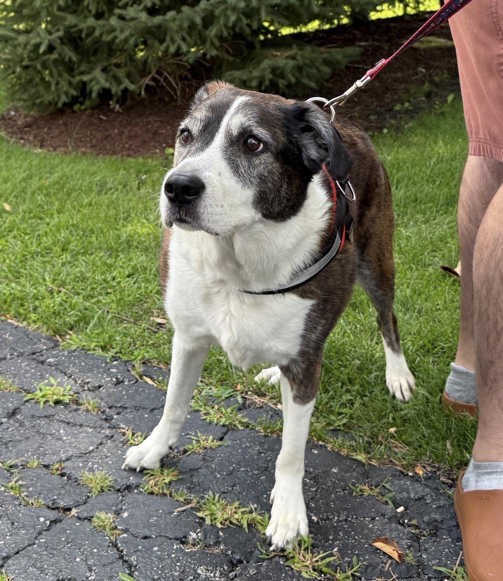 Enlarge Brin, a Adoptable mixed breed in Naperville, IL image 2/2