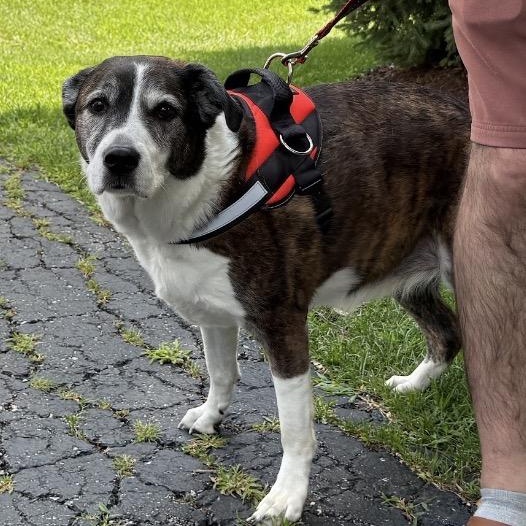 Brin, Adoptable, Senior Female Saint Bernard.