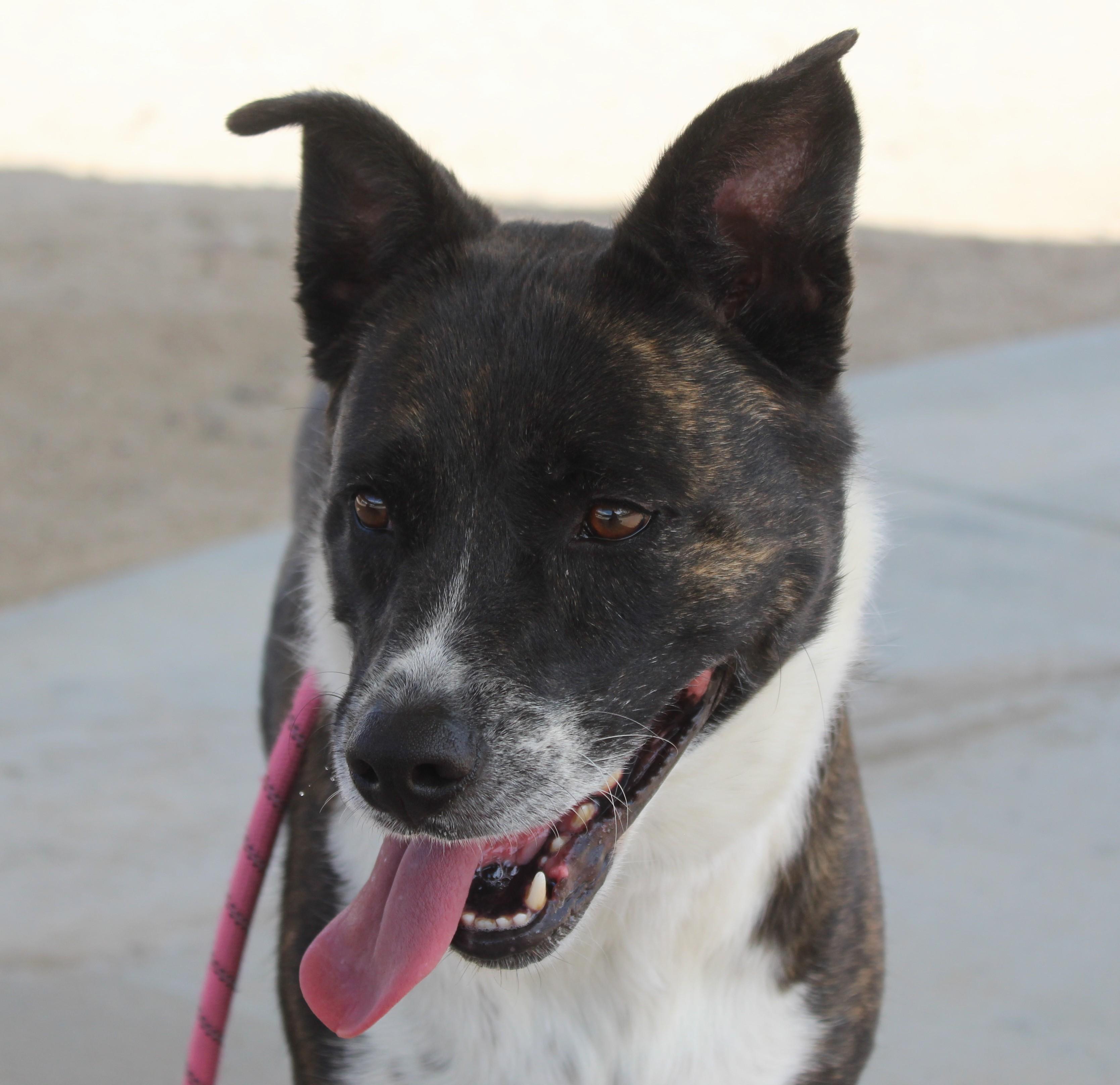 Enlarge Sitka, a Adoptable mixed breed in Yucca Valley, CA image 1/3