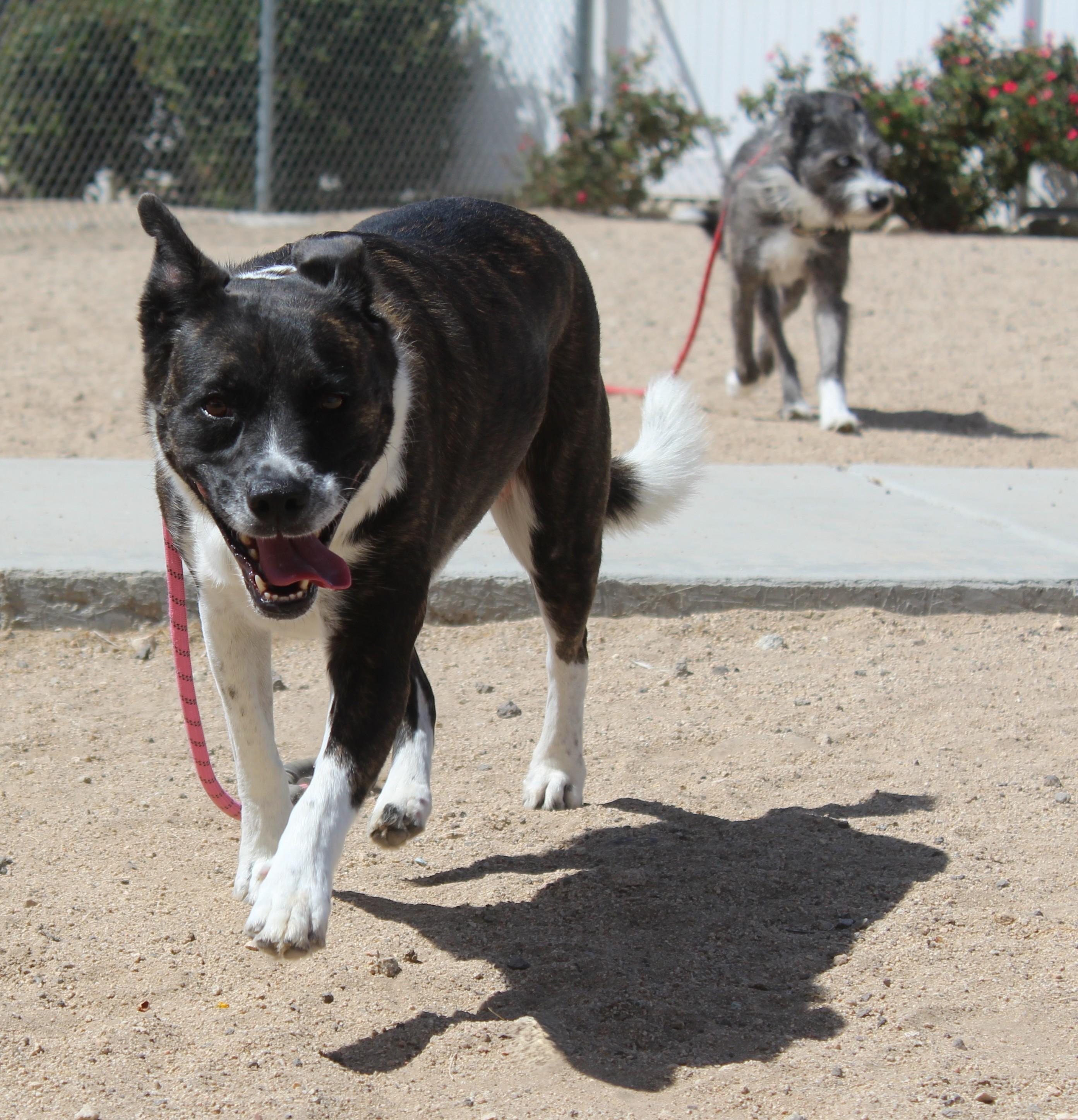 Enlarge Sitka, a Adoptable mixed breed in Yucca Valley, CA image 2/3