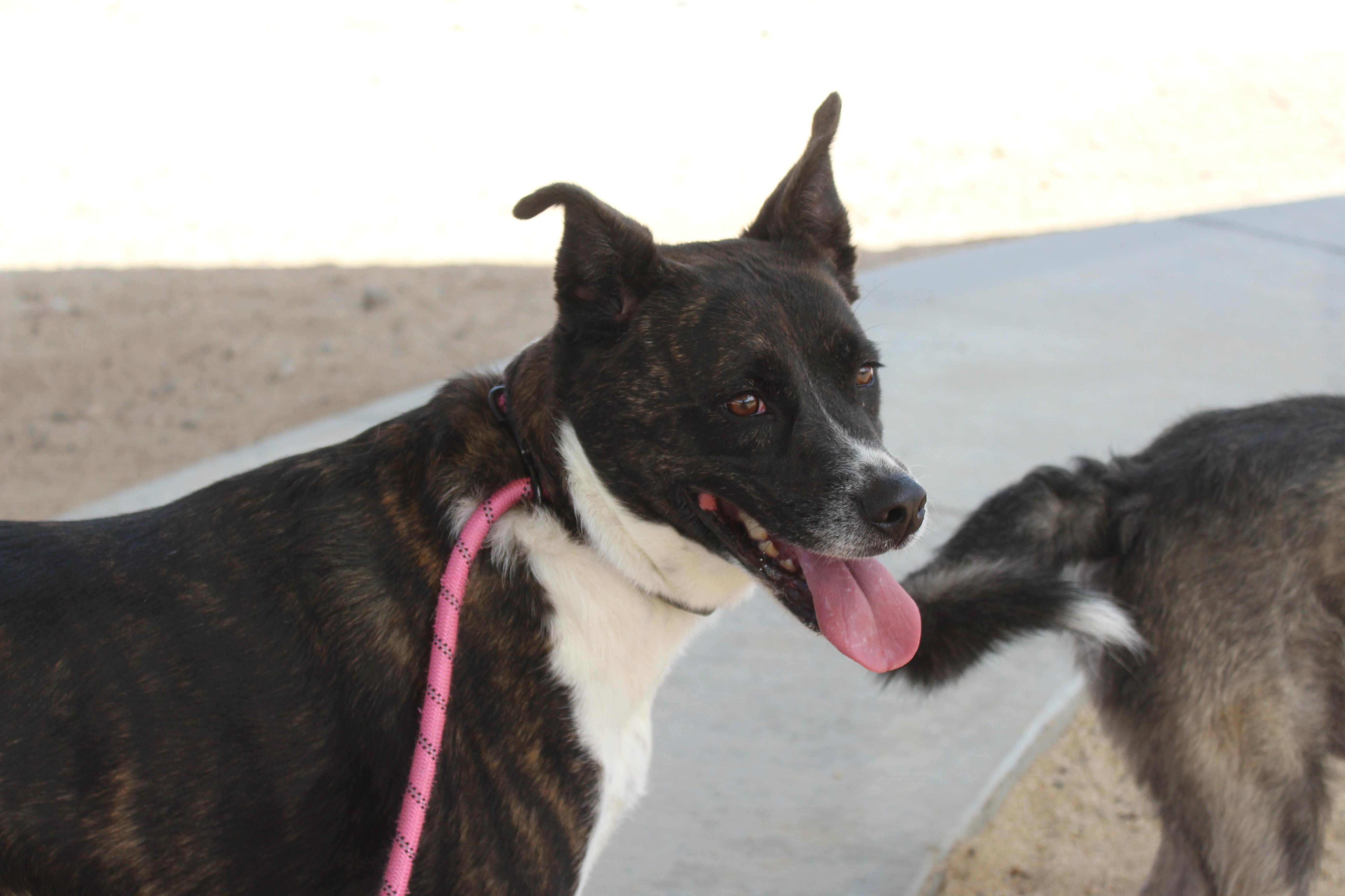Enlarge Sitka, a Adoptable mixed breed in Yucca Valley, CA image 3/3
