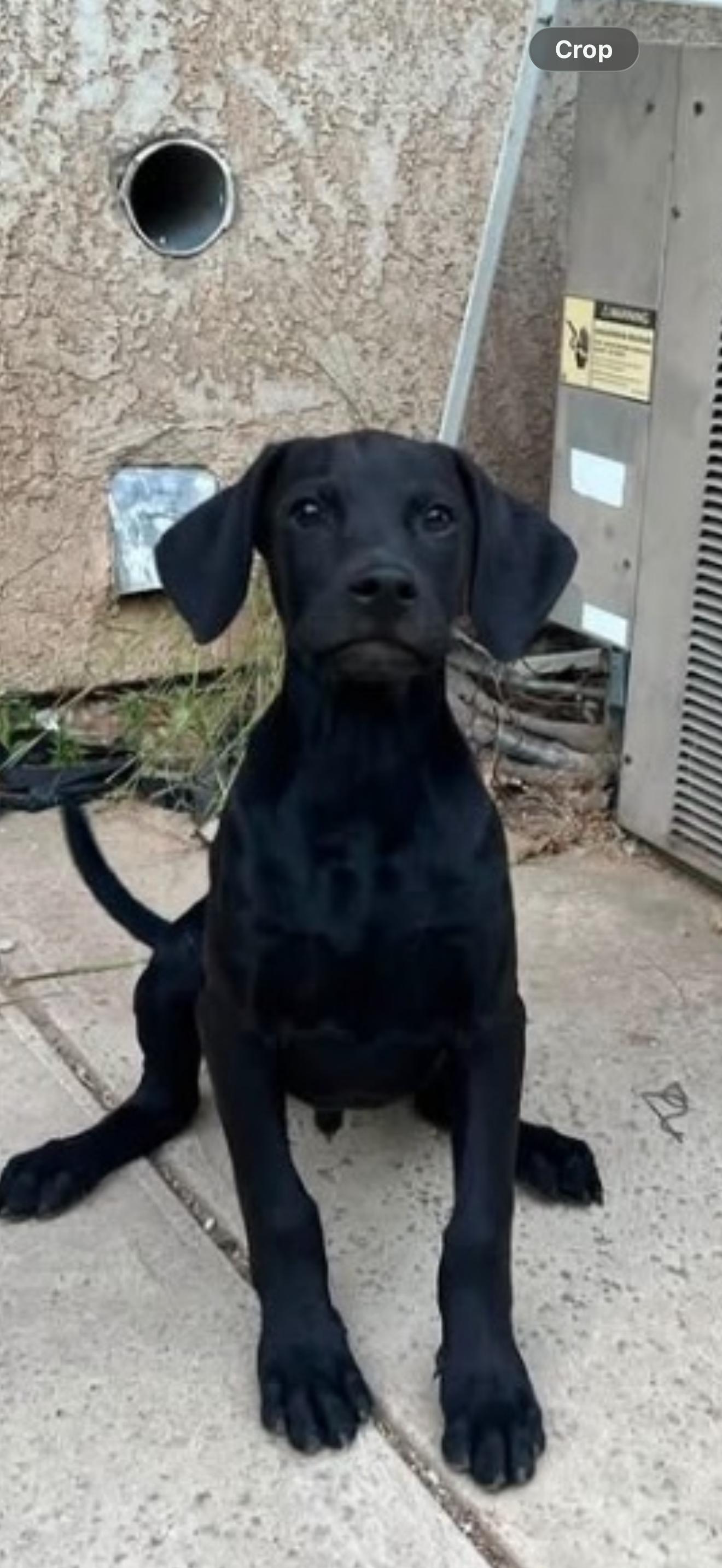 Enlarge Murphy - The Gorgeous Lab Pup, a ADOPTABLE Black Labrador Retriever in Rancho Cucamonga , CA image 1/2