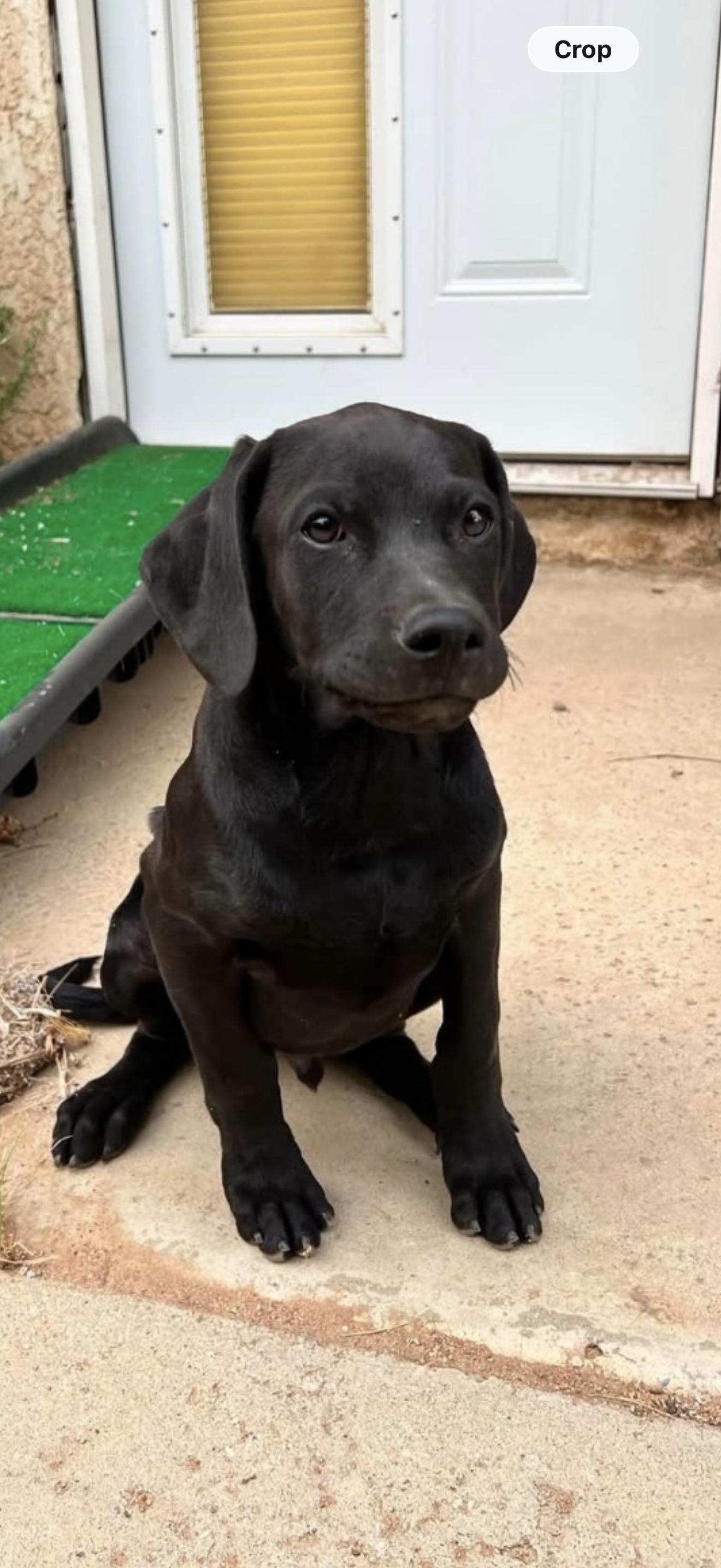 Enlarge Murphy - The Gorgeous Lab Pup, a ADOPTABLE Black Labrador Retriever in Rancho Cucamonga , CA image 2/2