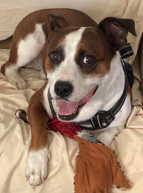 Enlarge Kovu, a ADOPTABLE mixed breed in Eustis, FL image 1/1