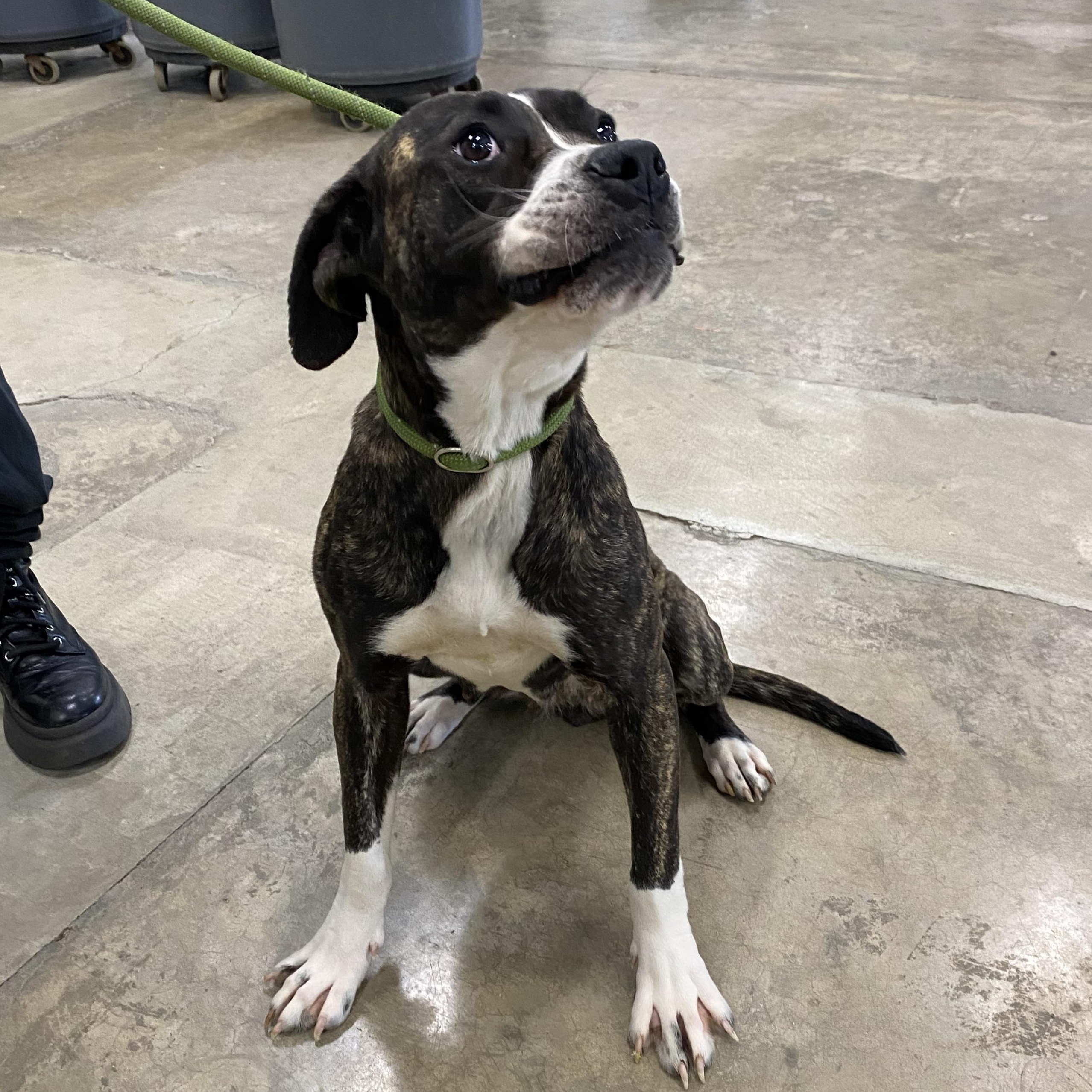 Enlarge Judy, a ADOPTABLE mixed breed in Urbana, IL image 2/2