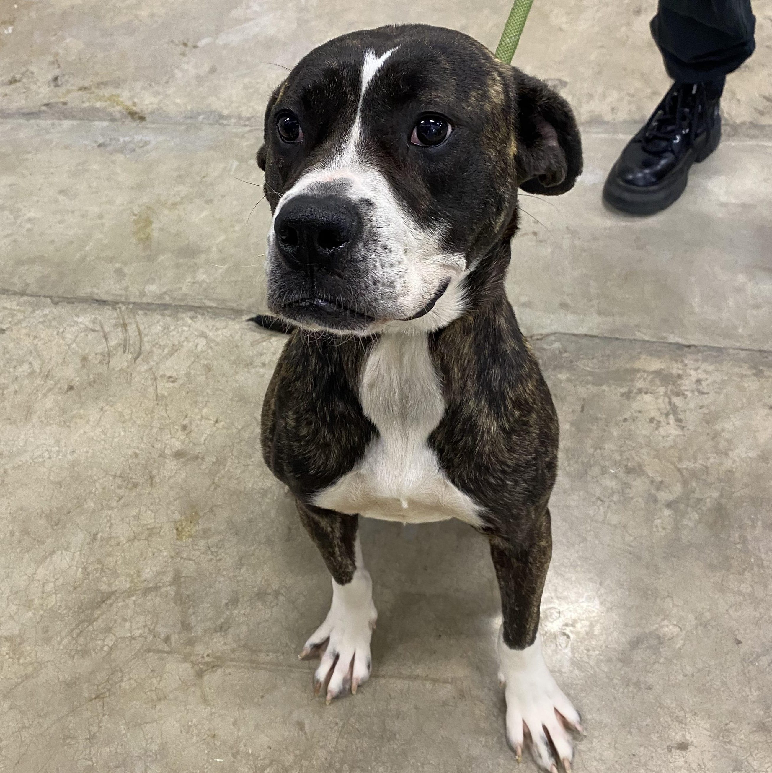 Enlarge Judy, a ADOPTABLE mixed breed in Urbana, IL image 1/2