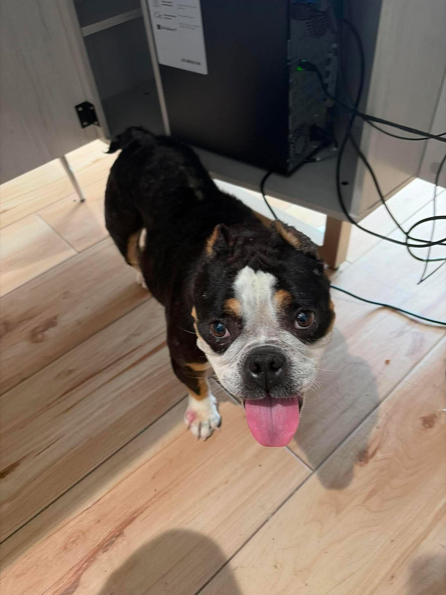Enlarge Magnolia, a Adoptable Pit Bull Terrier in Arlee, MT image 2/6