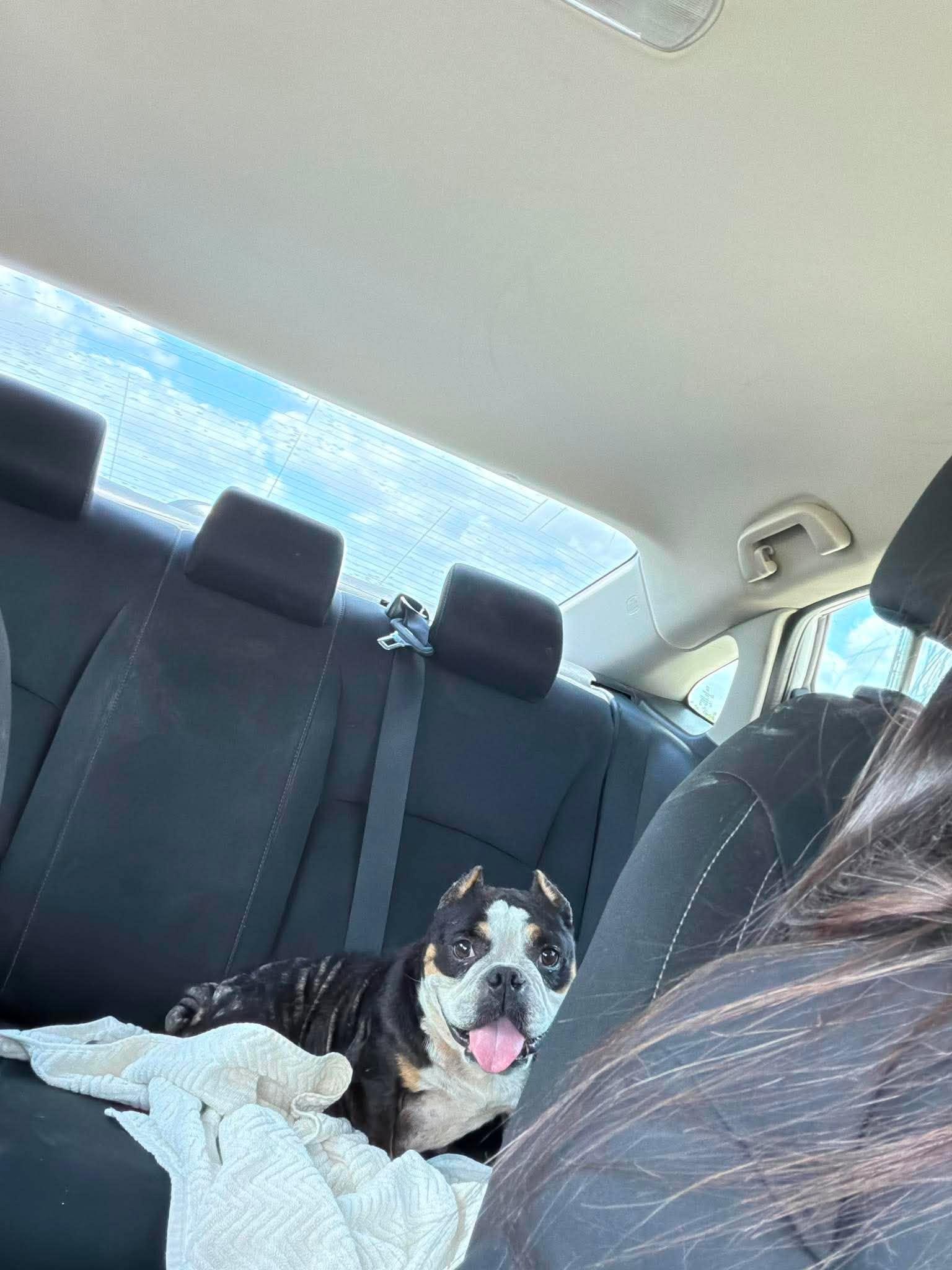 Enlarge Magnolia, a Adoptable Pit Bull Terrier in Arlee, MT image 5/6