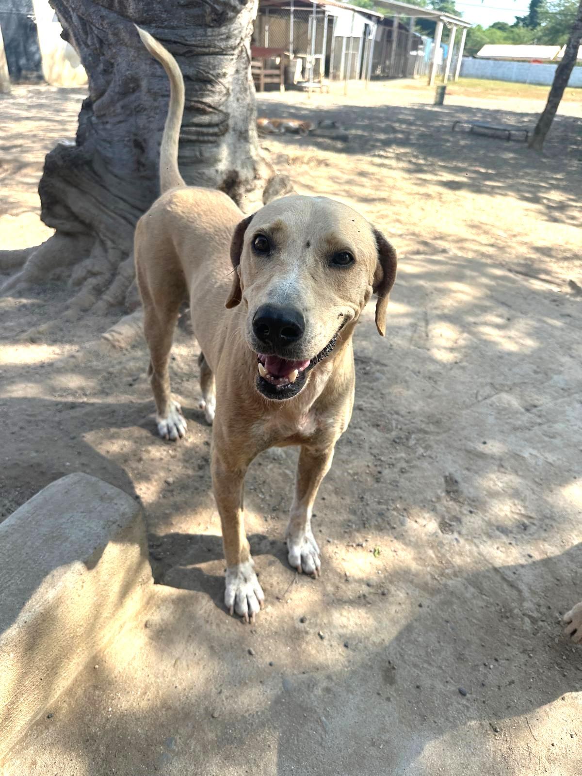 Mayli, a Adoptable mixed breed in Westport, WA image 4/6