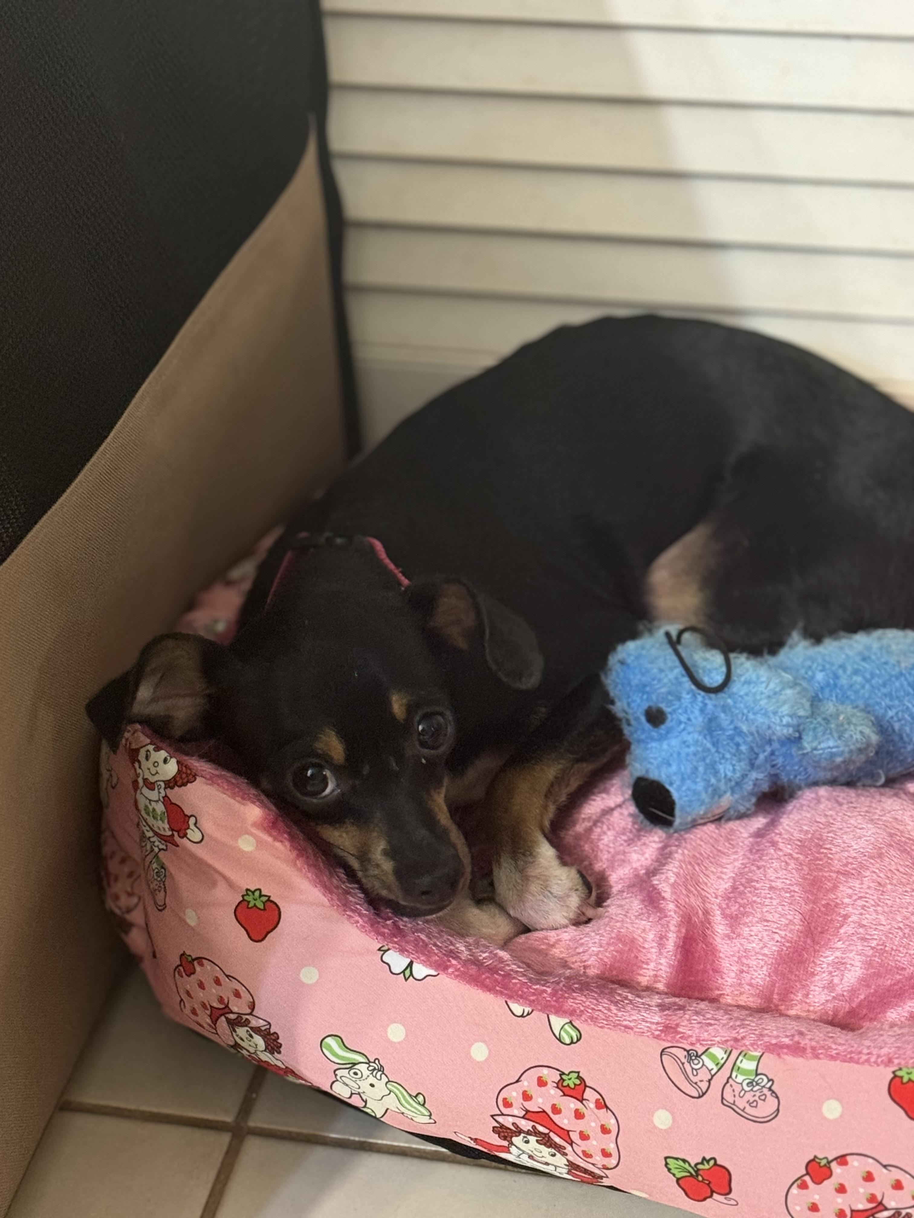 Becky, Young Female Miniature Pinscher