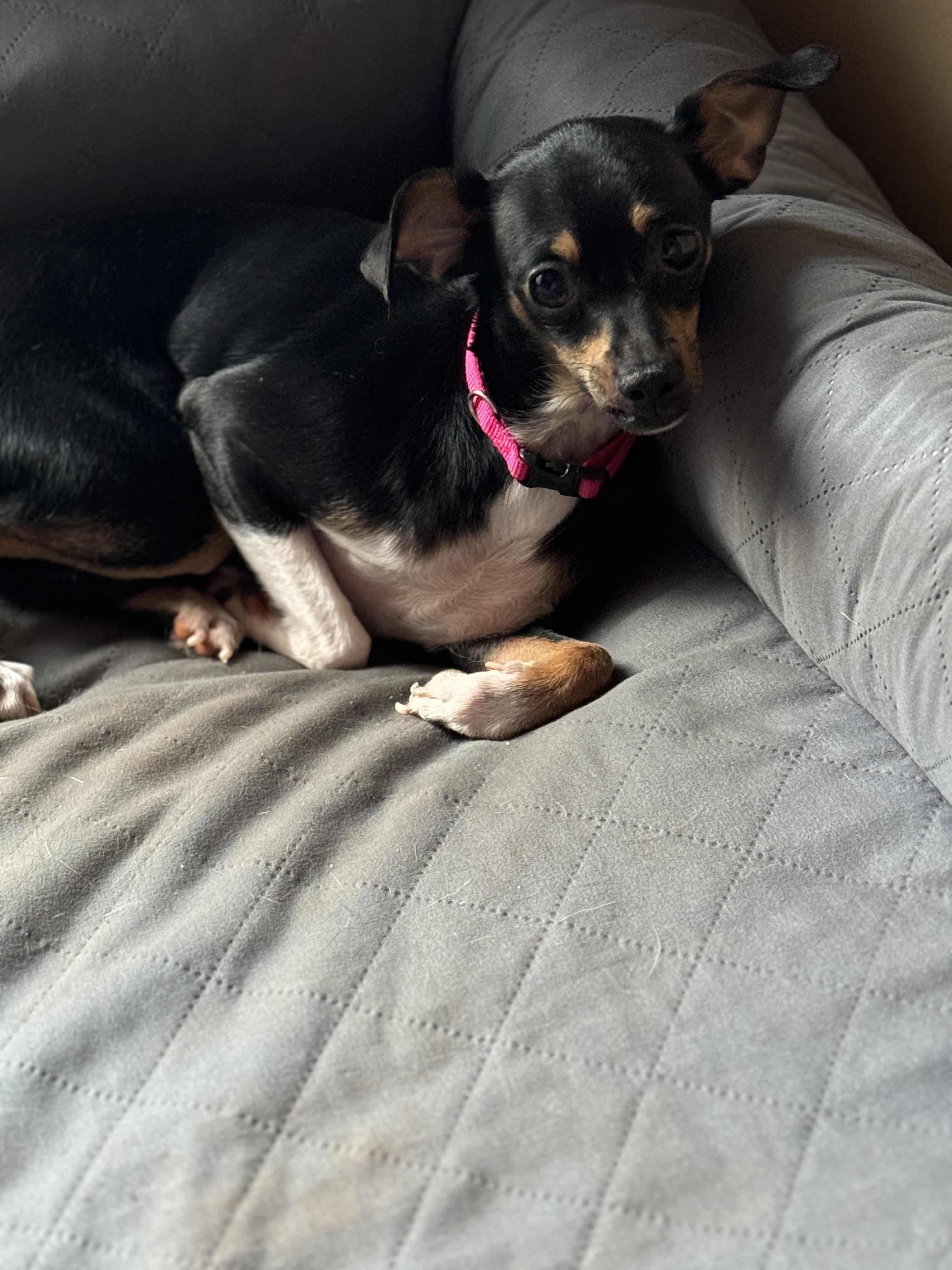 Enlarge Becky, a Adopted mixed breed in Douglasville, GA image 2/2