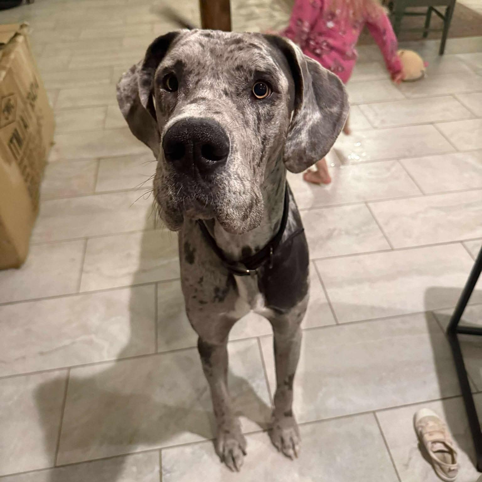 Enlarge Arthur, an adopted Great Dane in Ft Worth, TX image 1/2