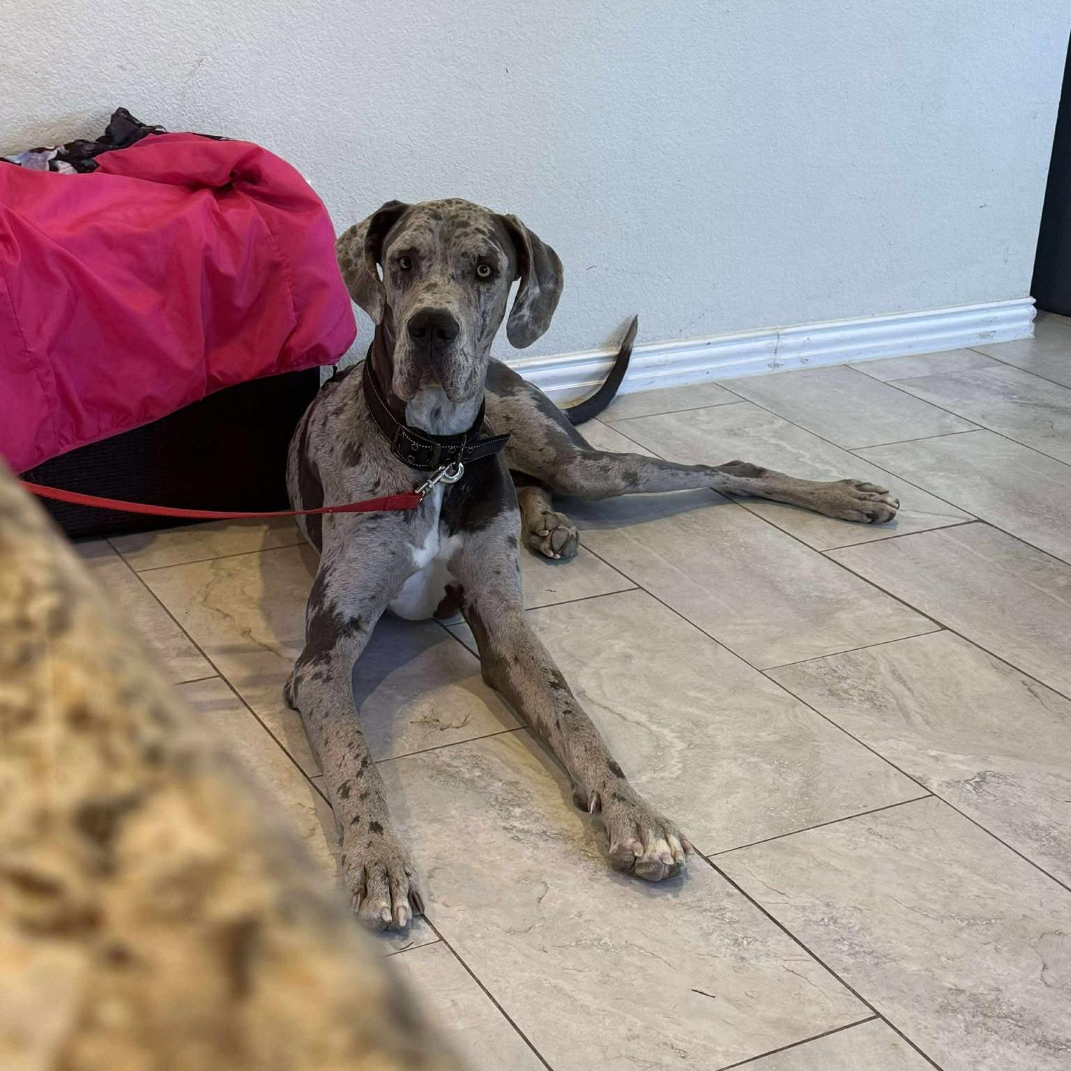 Enlarge Arthur, an adopted Great Dane in Ft Worth, TX image 2/2