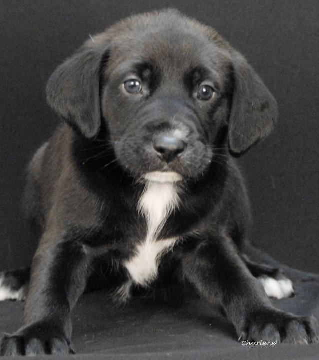 Ditto, Adoptable, Puppy Male Irish Wolfhound & Bluetick Coonhound.
