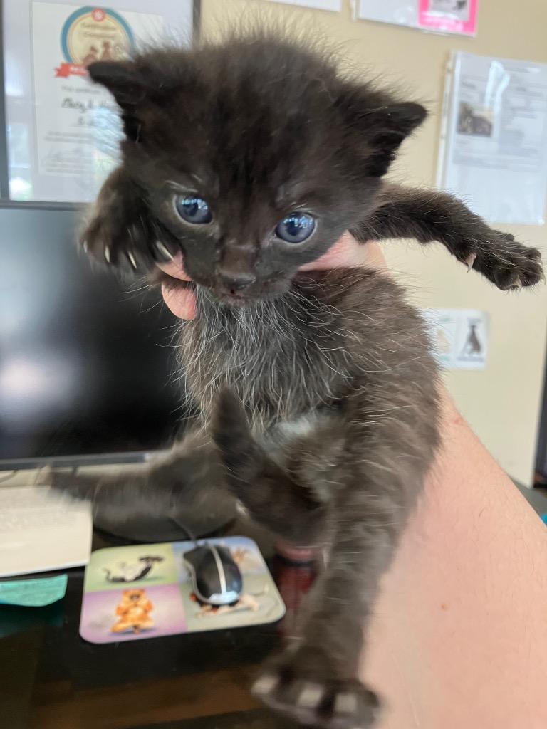 Enlarge Jackson, a Adoptable Domestic Short Hair in Heathsville, VA image 1/1