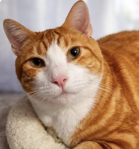 Hobbes, Adoptable, Adult Male Domestic Short Hair.