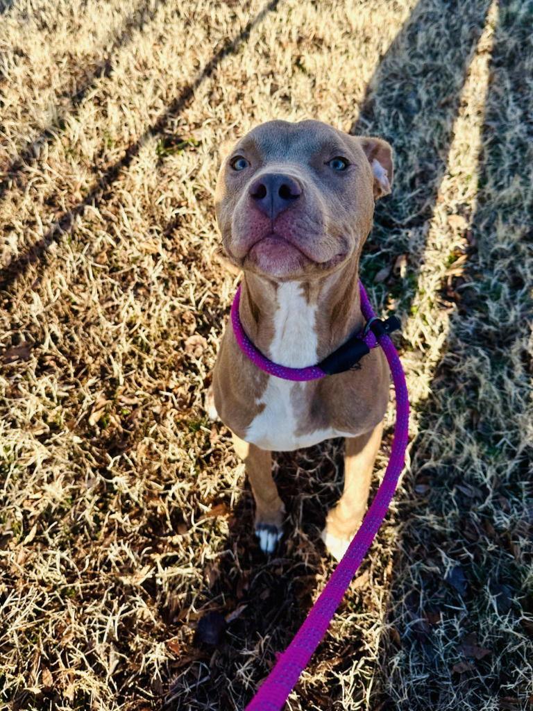 Enlarge DA 10 Woody, a Adoptable Pit Bull Terrier in Glen Allen, VA image 1/2