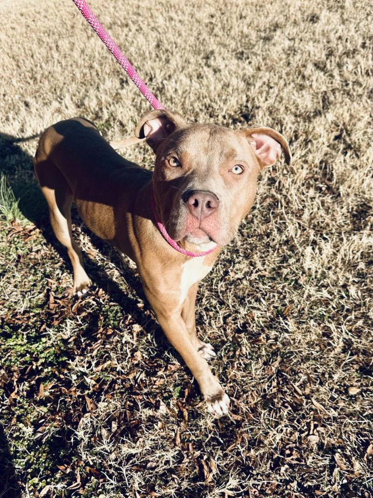 Enlarge DA 10 Woody, a Adoptable Pit Bull Terrier in Glen Allen, VA image 2/2