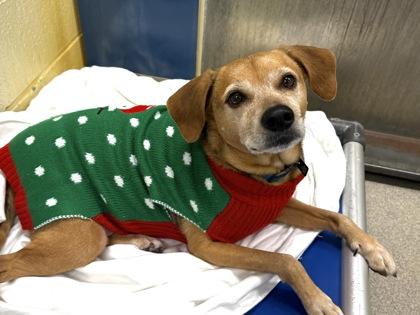 Chow Chow, a Adoptable mixed breed in Virginia Beach, VA image 1/2