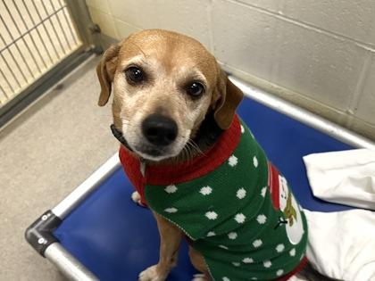 Chow Chow, a Adoptable mixed breed in Virginia Beach, VA image 2/2