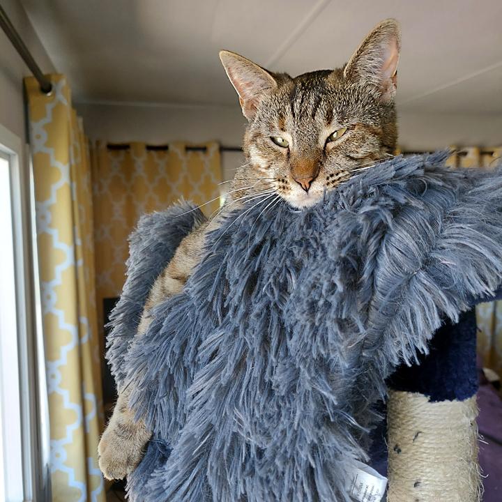 Morgan, Adoptable, Adult Female Domestic Short Hair.