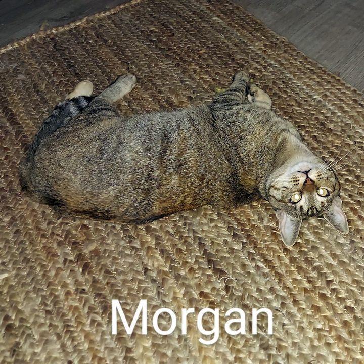 Enlarge Morgan, a Adoptable Domestic Short Hair in Redlands, CA image 2/5