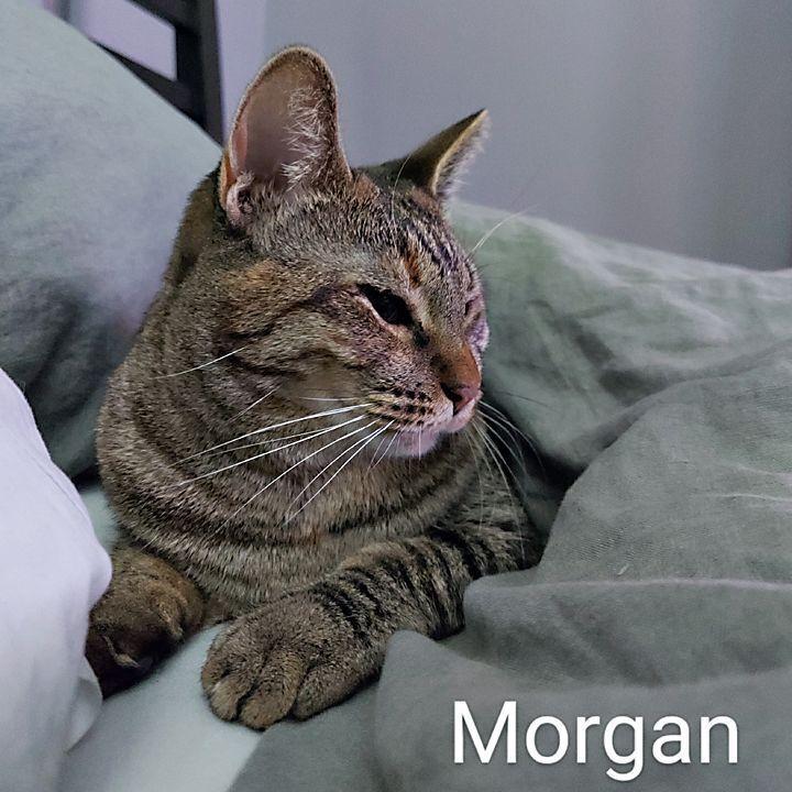 Enlarge Morgan, a Adoptable Domestic Short Hair in Redlands, CA image 3/5