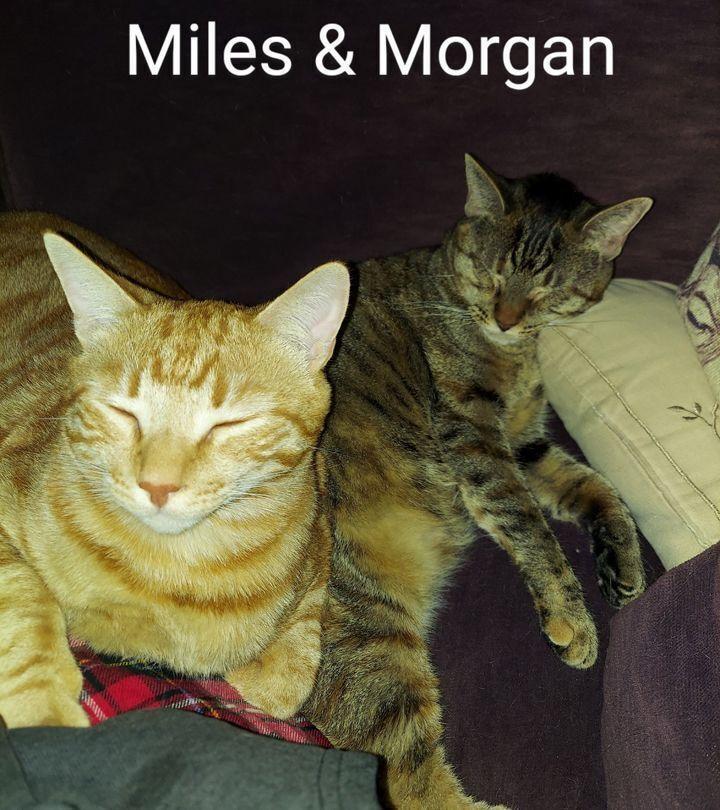 Enlarge Morgan, a Adoptable Domestic Short Hair in Redlands, CA image 4/5