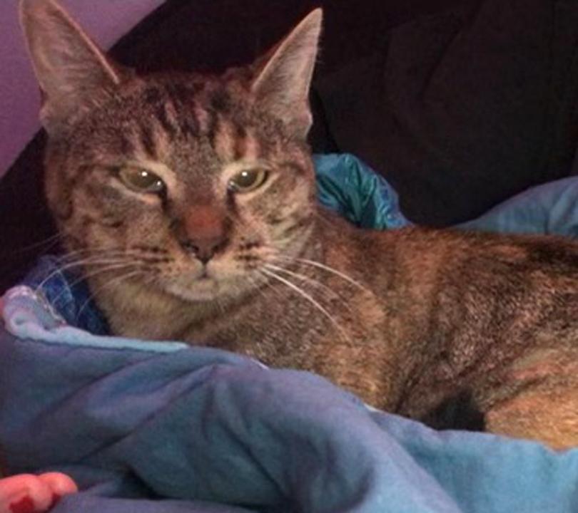 Enlarge Morgan, a Adoptable Domestic Short Hair in Redlands, CA image 5/5