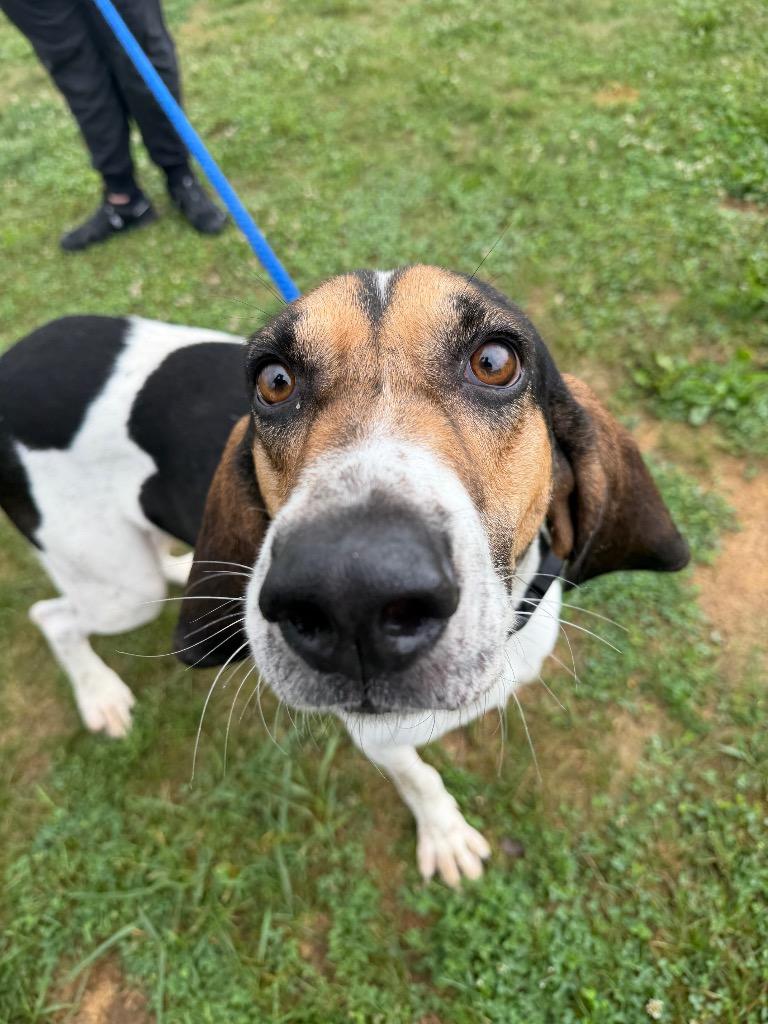 Enlarge Boone, a Adoptable mixed breed in Pierceton, IN image 1/6