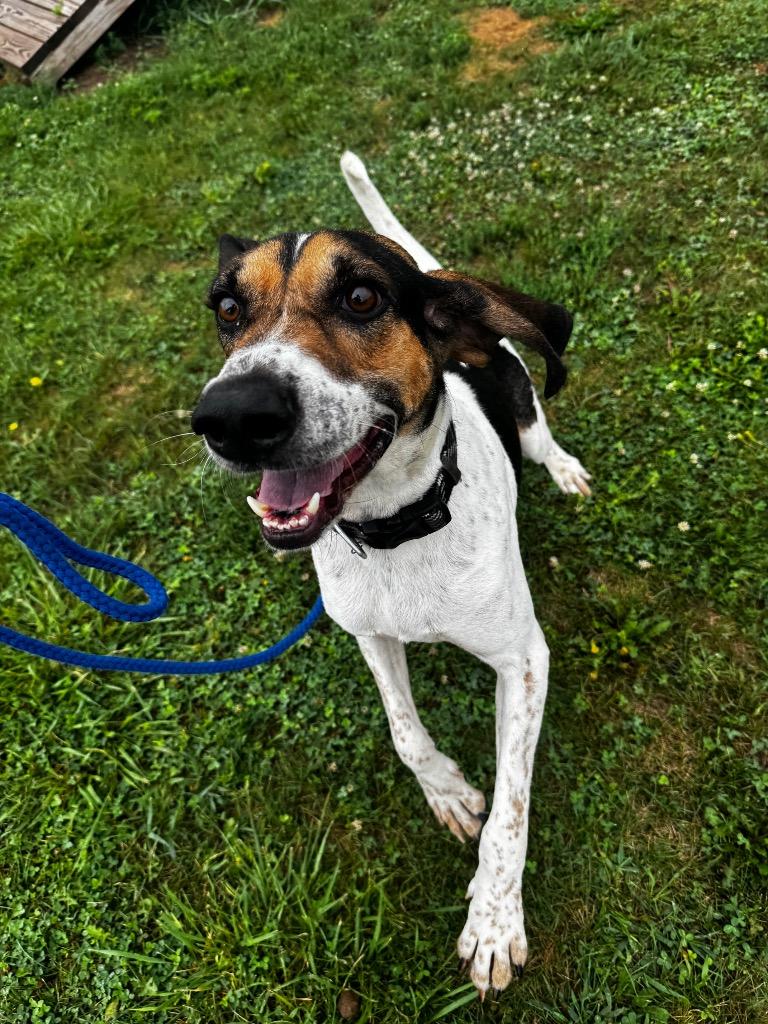 Enlarge Boone, a Adoptable mixed breed in Pierceton, IN image 2/6