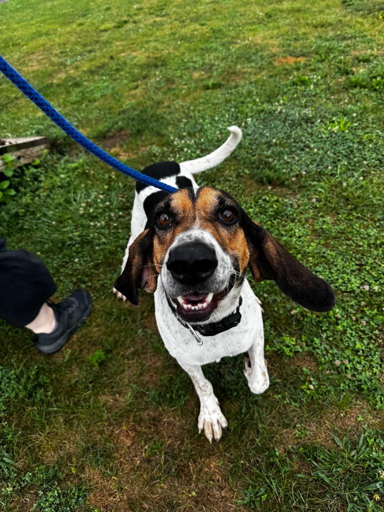 Enlarge Boone, a Adoptable mixed breed in Pierceton, IN image 3/6
