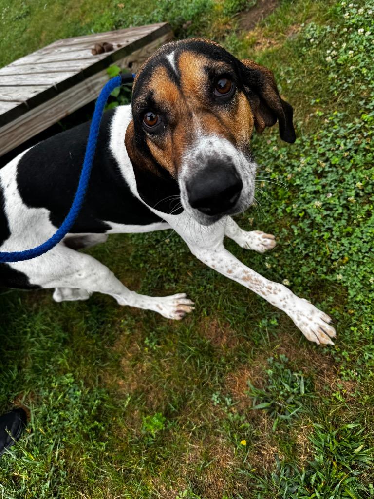 Enlarge Boone, a Adoptable mixed breed in Pierceton, IN image 4/6