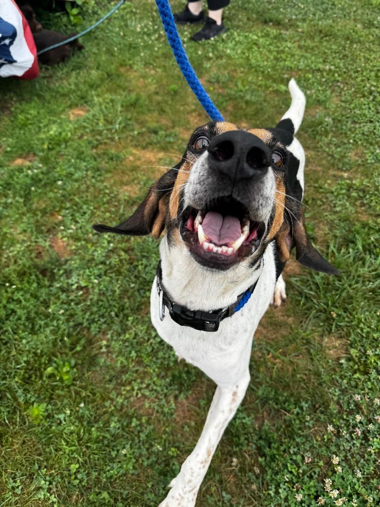 Enlarge Boone, a Adoptable mixed breed in Pierceton, IN image 5/6