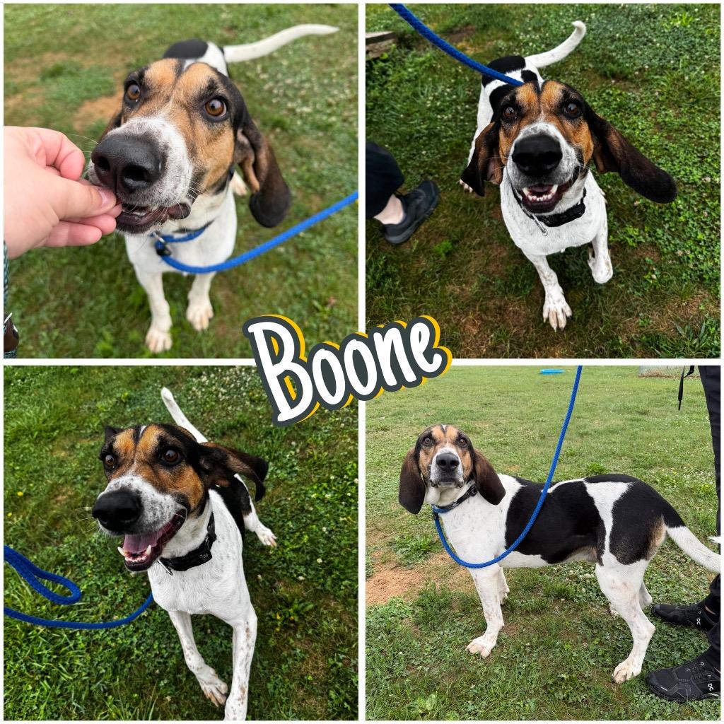 Enlarge Boone, a Adoptable mixed breed in Pierceton, IN image 6/6