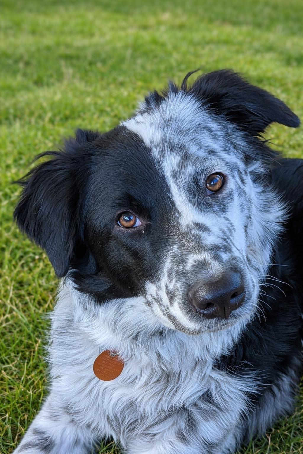 Enlarge LUFFY, an adopted Border Collie in Chincoteague Island, VA image 1/6