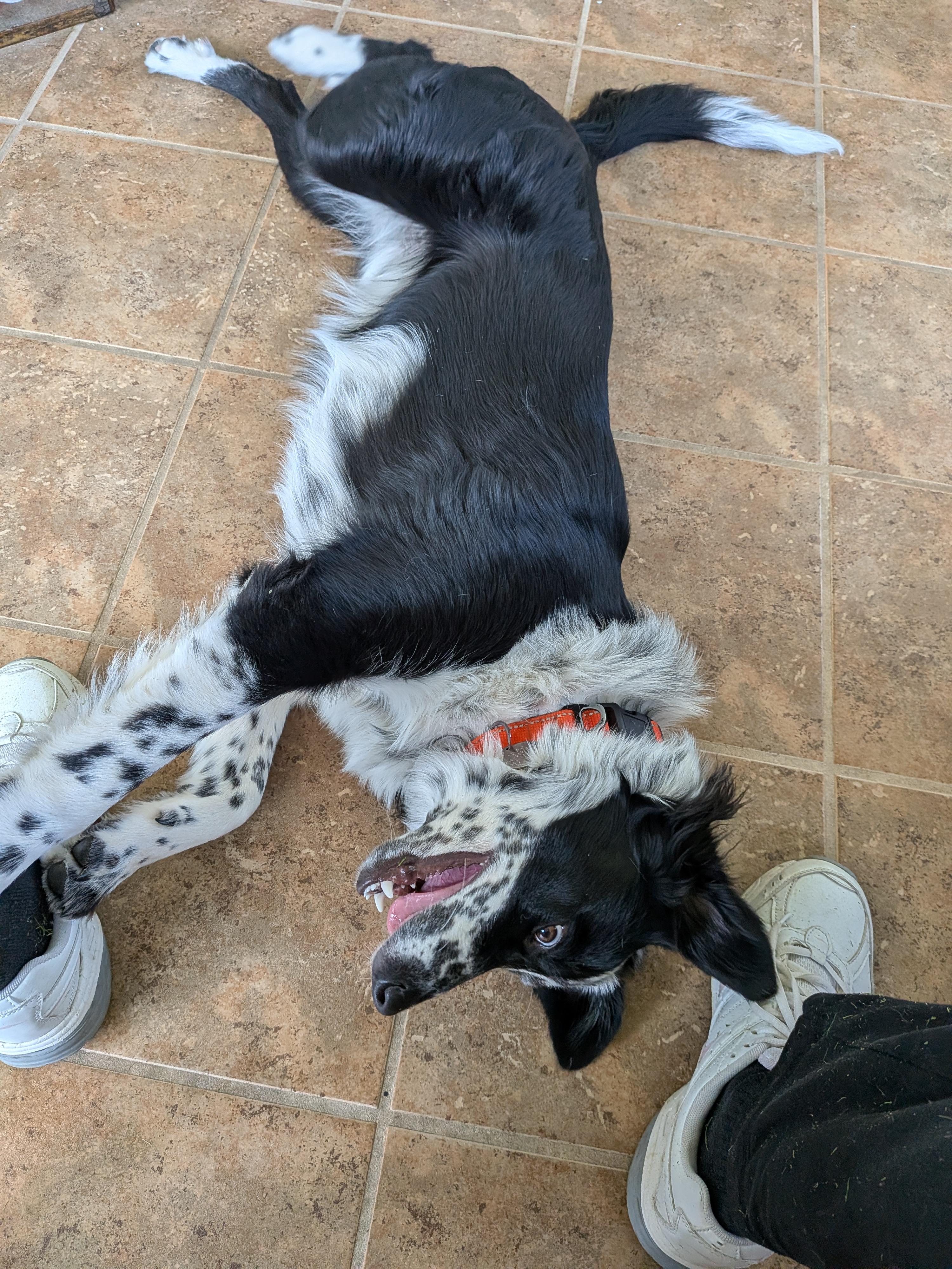 Enlarge LUFFY, an adopted Border Collie in Chincoteague Island, VA image 3/6