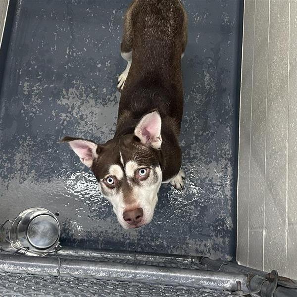 Walnut, Adoptable, Young Male Husky & Mixed Breed.
