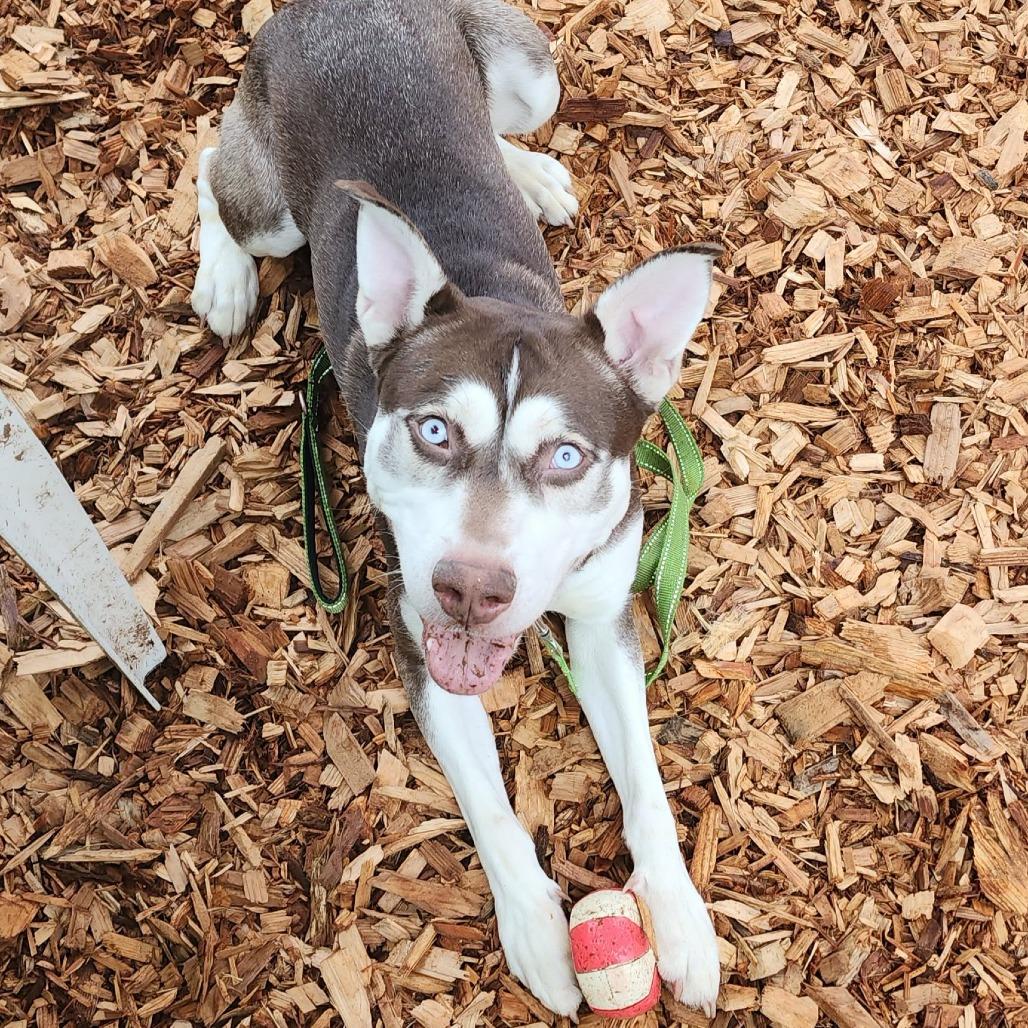 Walnut, Adoptable, Young Male Husky & Mixed Breed.
