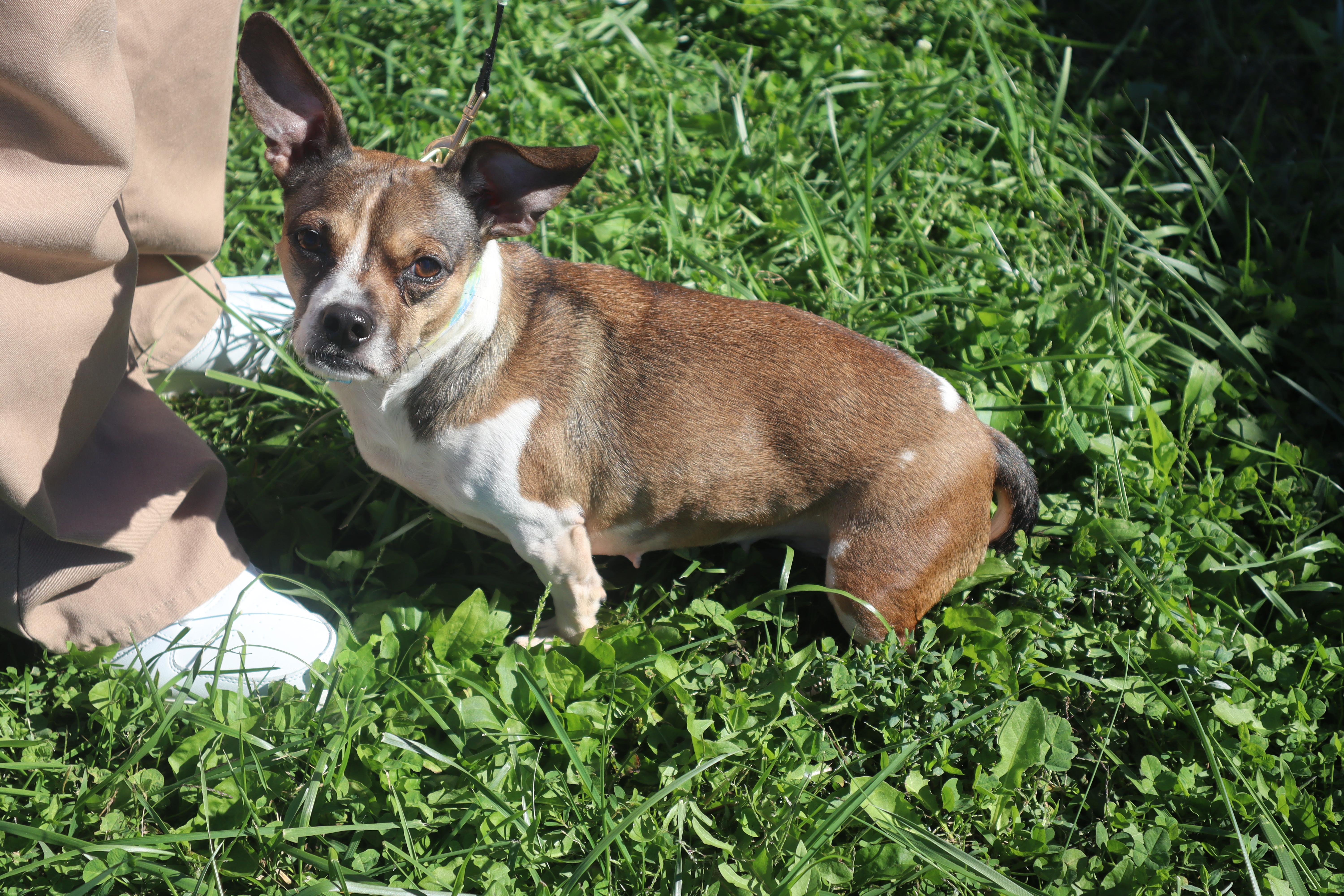 Enlarge Phoebe, a ADOPTABLE mixed breed in Goshen, KY image 1/1