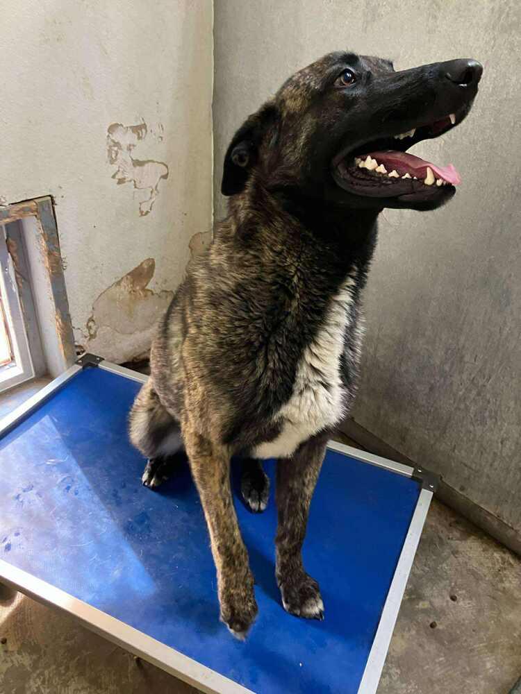 Enlarge knox located in New Mexico, a Adoptable mixed breed in Santa Fe, NM image 1/6