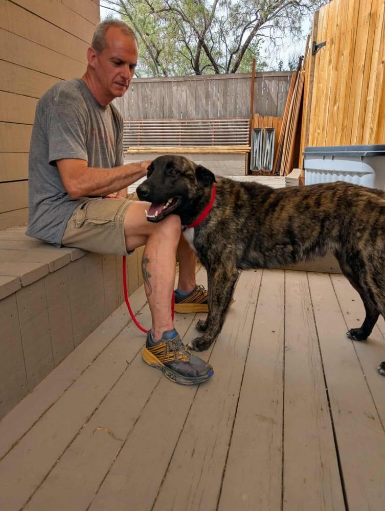 Enlarge knox located in New Mexico, a Adoptable mixed breed in Santa Fe, NM image 2/6