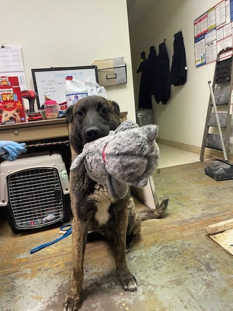 Enlarge knox located in New Mexico, a Adoptable mixed breed in Santa Fe, NM image 3/6