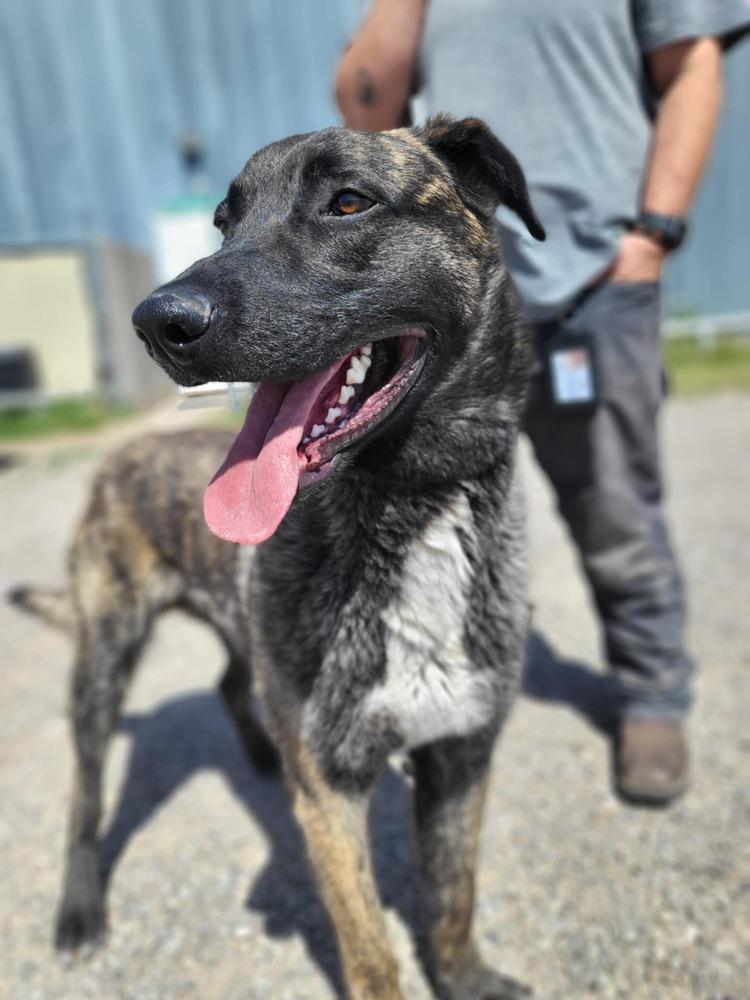 Enlarge knox located in New Mexico, a Adoptable mixed breed in Santa Fe, NM image 4/6