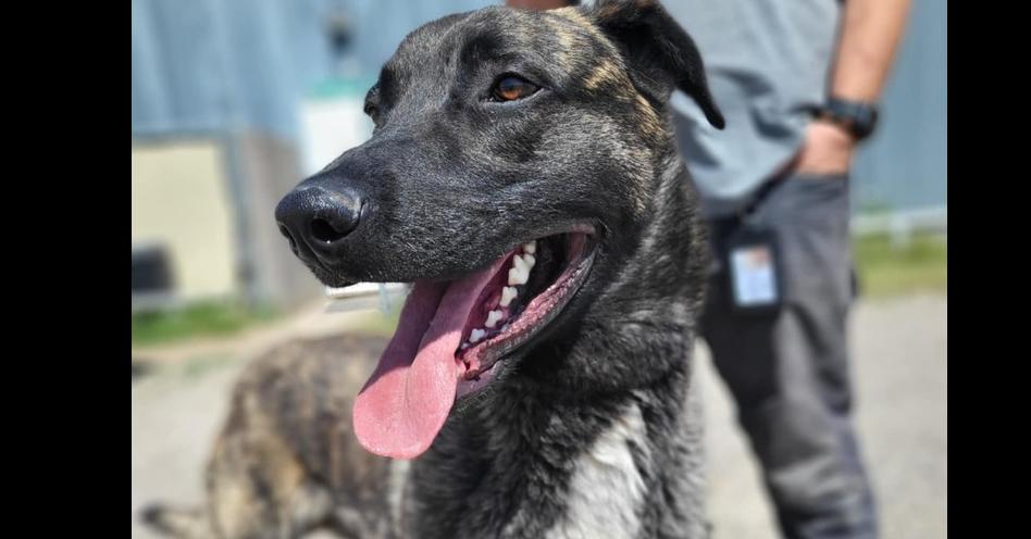 Enlarge Knox - Located in New Mexico, a Adoptable mixed breed in Santa Fe, NM image 2/6
