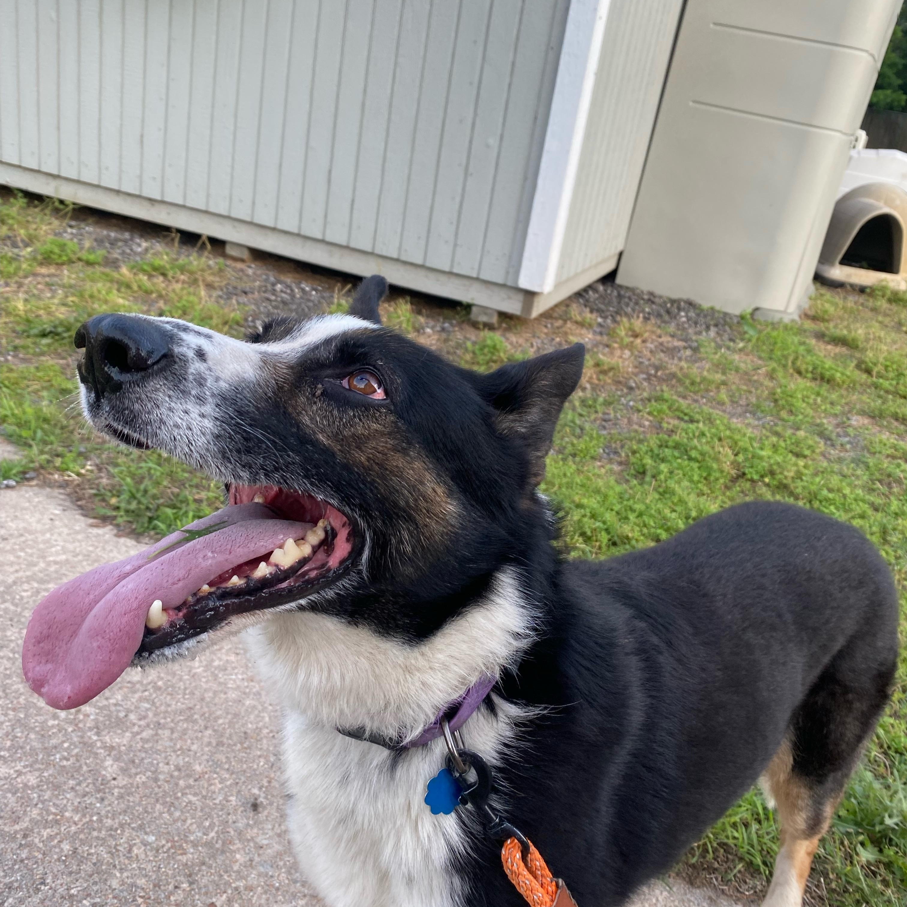 Rooster, Adult Male German Shepherd Dog