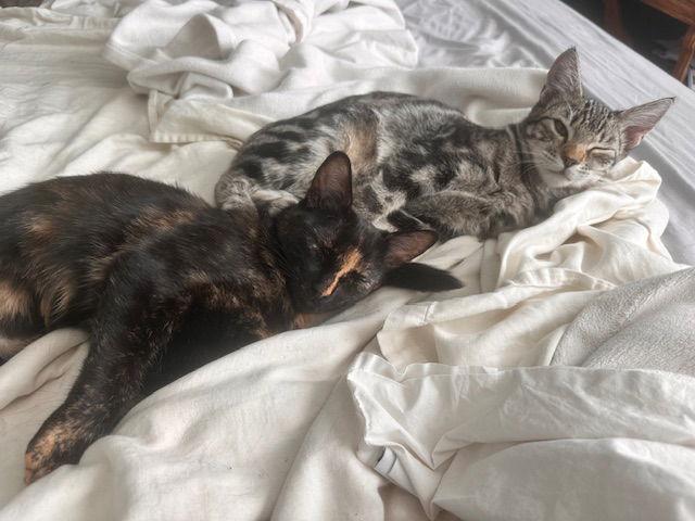 Wren, Adoptable, Young Male Domestic Short Hair.