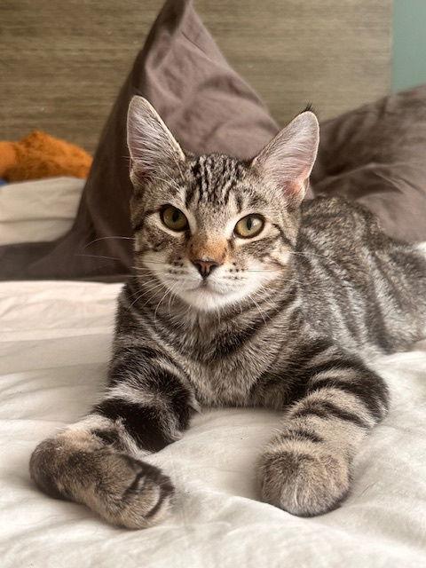 Wren, a Adoptable Domestic Short Hair in Pittsboro, NC image 2/3